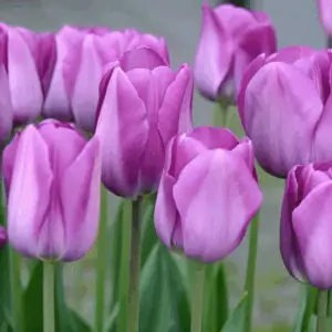 Alibi tulipán