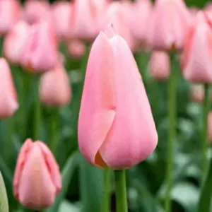 Mystic van Eijk tulipán