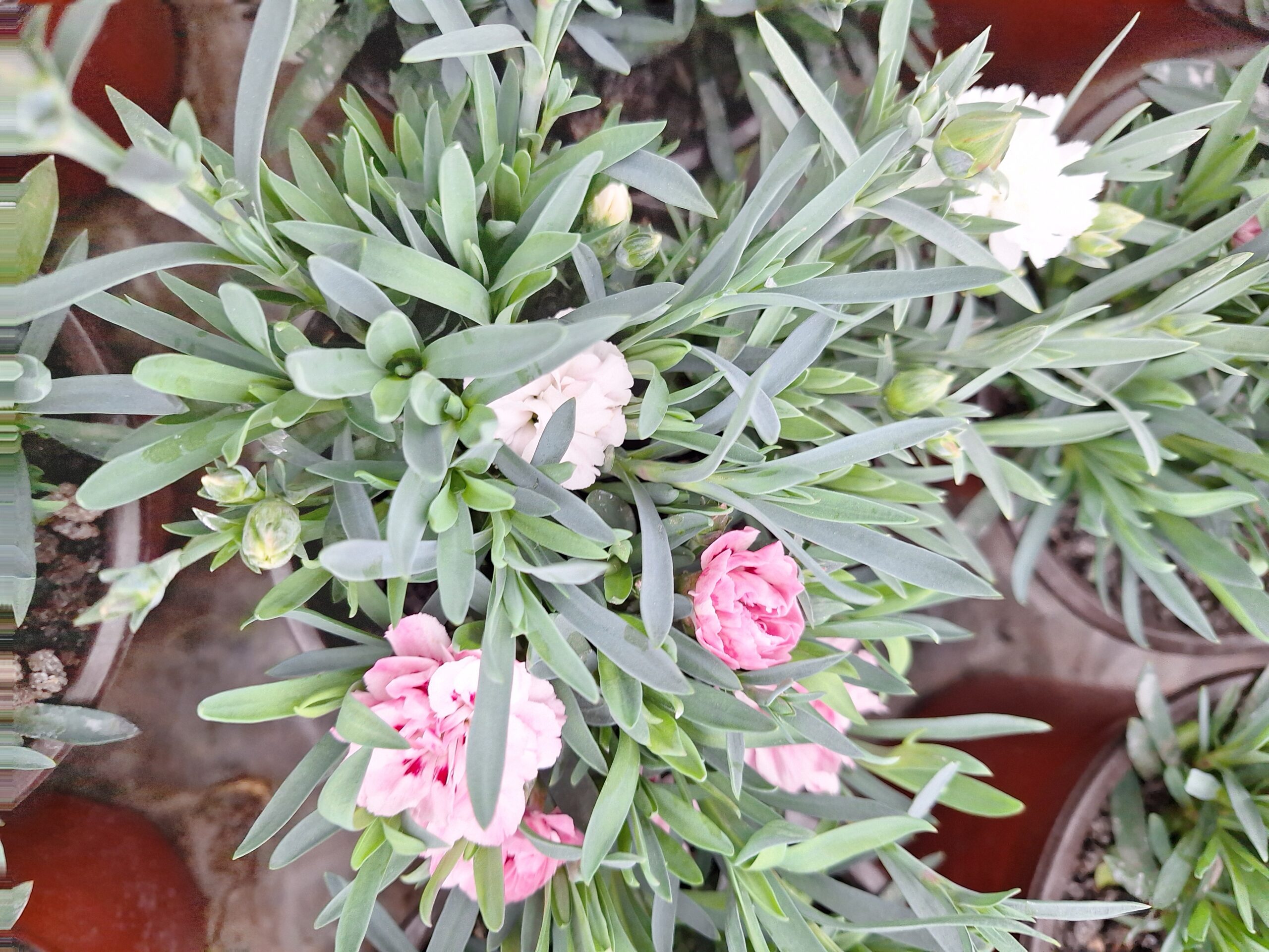 Pasztell trió szegfűösszeállítás