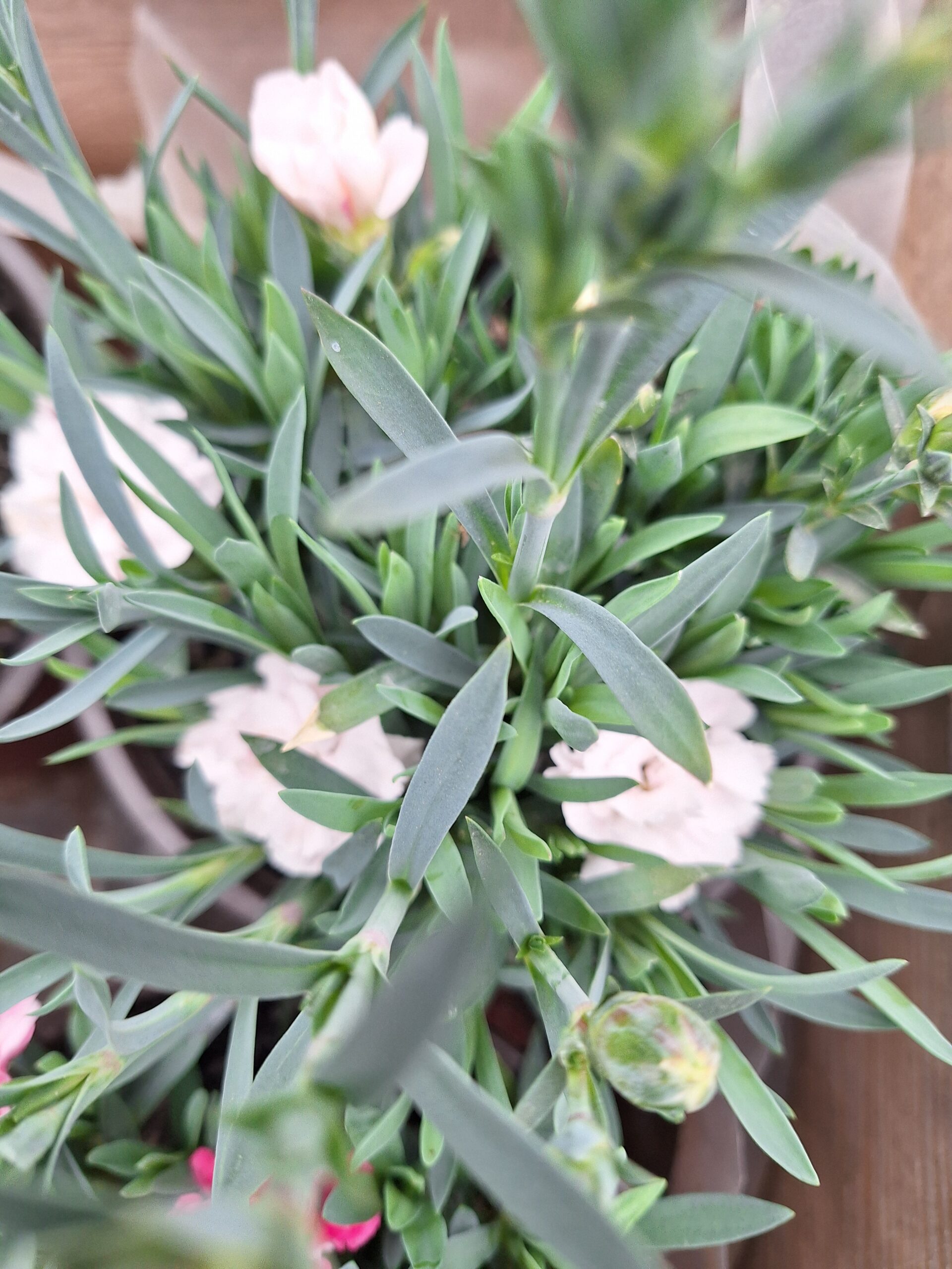 Világos trió szegfű összeállítás